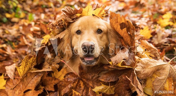 Picture of Golden Retriever Dog in a pile of Fall leaves